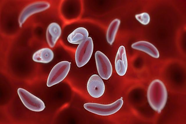 Pochopenie infekcie toxoplazmy gondii u mačiek a psov: príznaky, diagnostika a liečba