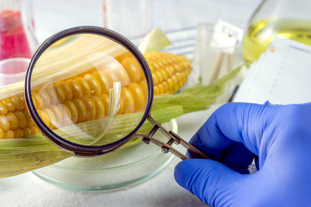 Ochratoxín Babia A Rapid Test Cassette - zabezpečenie globálnej bezpečnosti potravín