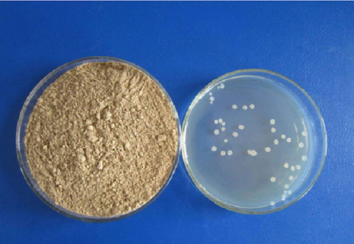 LB Stredné (Lennox) Granule od Babia: Kvalitné kultúrne médiá pre výskum E. coli