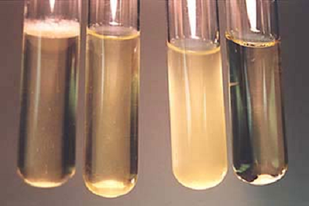 Babio uvádza na trh vysokovýkonný bujón na mozgovo-srdcovú infúziu pre globálne mikrobiologické laboratóriá