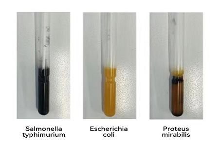 BABIO uvádza na trh vysokovýkonné transportné médium (typ SS) pre spoľahlivý globálny prenos mikrobiálnych vzoriek