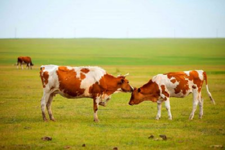 Spoľahlivá detekcia skorej gravidity u hovädzieho dobytka pomocou fluorescenčnej testovacej súpravy BABIO