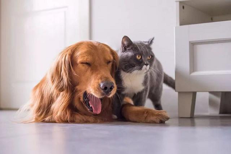 BABIO rozširuje portfólio veterinárnych rýchlych testov pre globálnu zdravotnú starostlivosť o domáce zvieratá