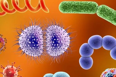 BABIO uvádza na trh médium na obohatenie Salmonella Shigella pre spoľahlivý transport enterických patogénov