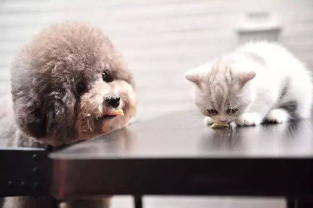 Babio Biotech uvádza na trh pokročilú súpravu na testovanie domácich zvierat pre presnú diagnostiku