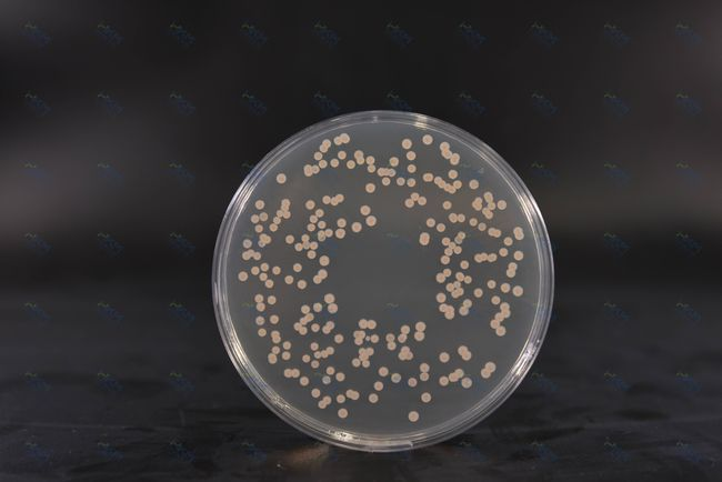 Kultivačné médium BABIO SDA podporuje spoľahlivú kultiváciu húb a mikrobiologické testovanie